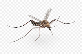 Insect, Membrane, Pest PNG