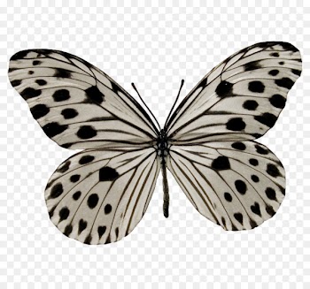 Insect, Milkweed Butterflies, Monarch Butterfly, Moths And Butterflies, Butterfly PNG
