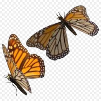 Insect Monarch butterfly Clip art Portable Network Graphics Transparency - insect 