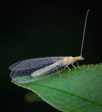 Insect On A Leaf