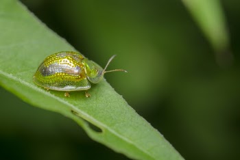 Insect on Leaf