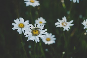 Insect On White Daisy Flower