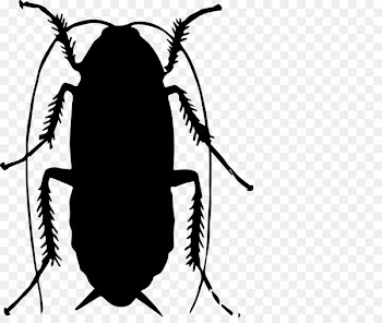Insect Pest Cockroach Fly Scalable Vector Graphics -  