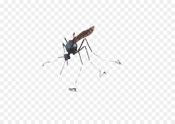 Insect Pest Pattern - Single mosquito 