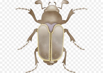 insect stag beetles beetle elephant beetle cetoniidae