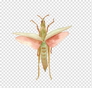 Insect Watercolor: Flowers Watercolor painting, Watercolor Insects transparent background PNG clipart