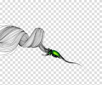 Insect White, Simple white lines of insects transparent background PNG clipart
