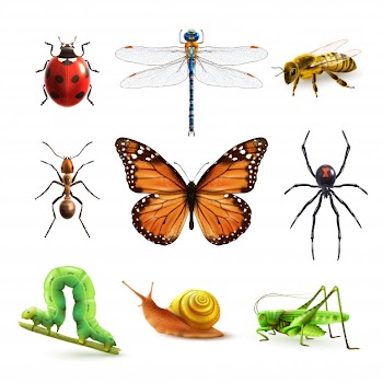 Insects realistic set