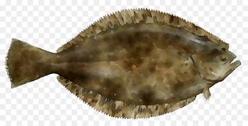 Inshore Slam Kayak Fishing LLC Flounder Fauna -  