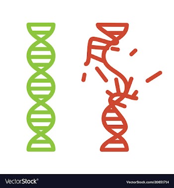Intact and damaged dna strand vector image