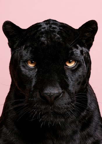 Intense Black Panther Portrait
