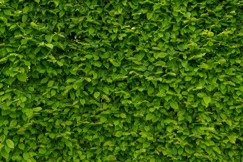 Intense Green Wallpaper With Hornbeam, Hornbeam, Hedge