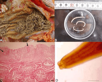 Intensive Contracaecum sp. infection; A. Worms in lumen of ...