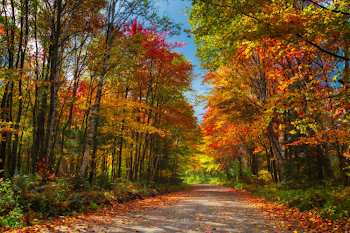 Interactive Map Shows Best Days To See Fall Foliage - Simplemost
