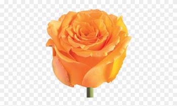 Interesting Cosima Orange Rose Extremely Flower Flow - Garden Roses
