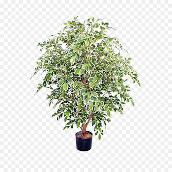 Interhydro Ag Luwasa, Flowerpot, Plants, Flower, Flowering Plant PNG