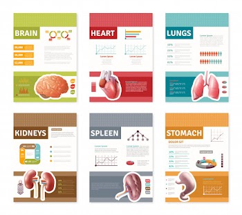 Internal human organs banners