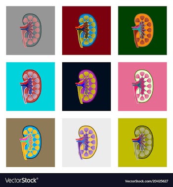 Internal human organs icons set in flat style vector image