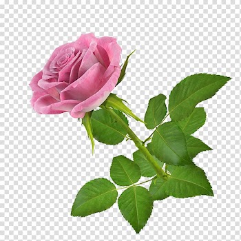 International Women's Day Woman Christianity Wish, mood frame transparent background PNG clipart