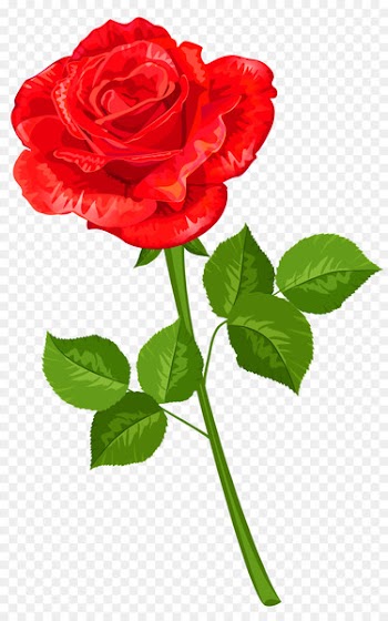 International Women's Day Woman Quotation Saying Wife - red rose decorative 