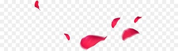 International Womens Day Petal Beach rose - Women's Day March 8 Rose Petals 
