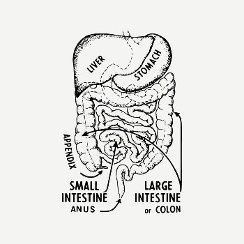 Intestines anatomy clipart, vintage medical | Free PSD Illustration - rawpixel