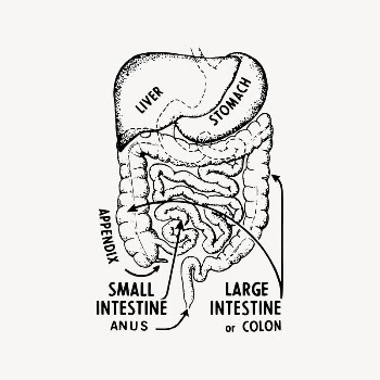 Intestines anatomy drawing, vintage medical | Free Vector Illustration - rawpixel