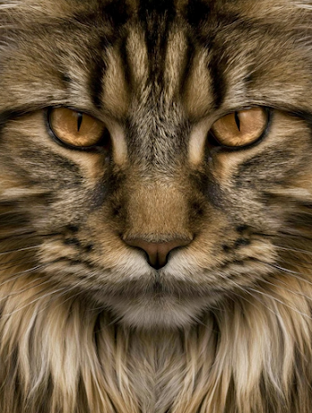 Intimate Close-Up of a Long-Haired Tabby Cat