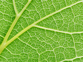 Intricate Macro of a Vibrant Green Leaf