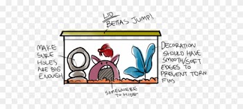 Introduction To Bettafish Care - Betta In Their Natural Habitat