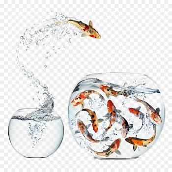Introduction to Sociology Intro to Sociology Understanding Sociology Essentials of sociology Paperback - Tank Koi 