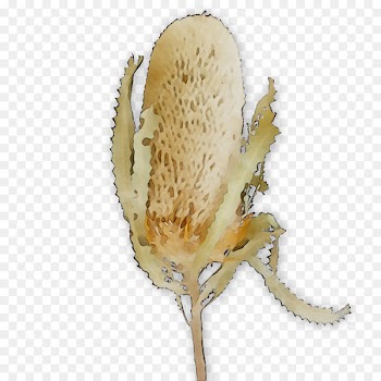 Invertebrate -  