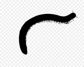 Invertebrate Font Eyelash Line Black M -  