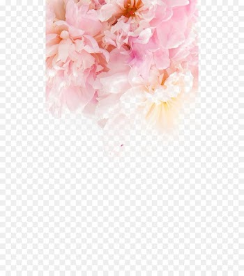 iPhone 6 Plus iPhone 5s Flower Wallpaper - Pink peony 
