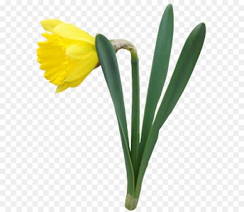 iPhone 8 Daffodil Light - Yellow Transparent Daffodil Flower PNG Clipart 