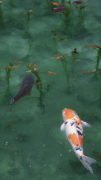 iPhone wallpaper background Koi fish, | Free Photo - rawpixel