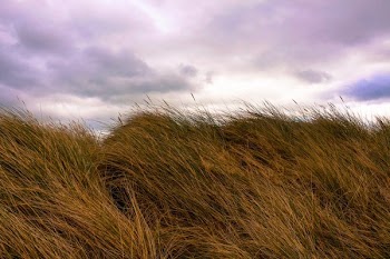 Ireland Grass Field