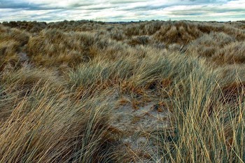 Ireland Grasslands