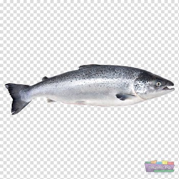 Iridescent shark Fish Atlantic salmon Basa, SALMON transparent background PNG clipart