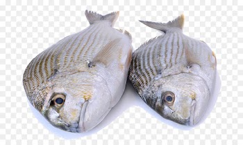 Iridescent shark Fish Seafood Tilapia - Two fish 