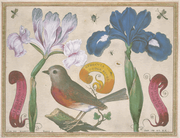 Iris Bulbosa Flore (1620) painting | Free Photo - rawpixel