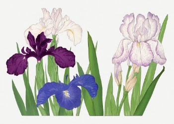 Iris flower collage element, vintage | Free PSD Illustration - rawpixel