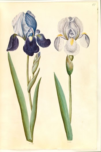 Iris ×germanica or Iris ×sambucina | Free Photo - rawpixel