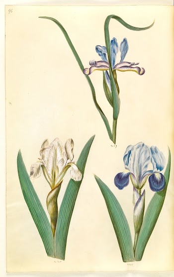 Iris graminea (grass-leaved iris);Iris lutescens | Free Photo - rawpixel
