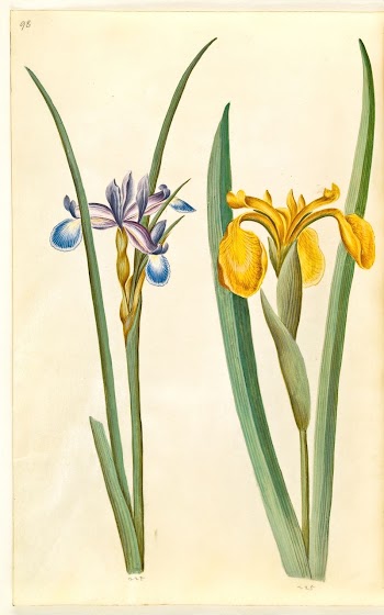 Iris graminea (grass-leaved iris);Iris pseudacorus | Free Photo - rawpixel