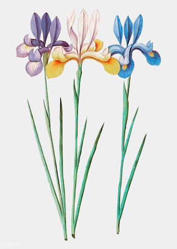 Iris in vintage style | Free stock vector - 561609