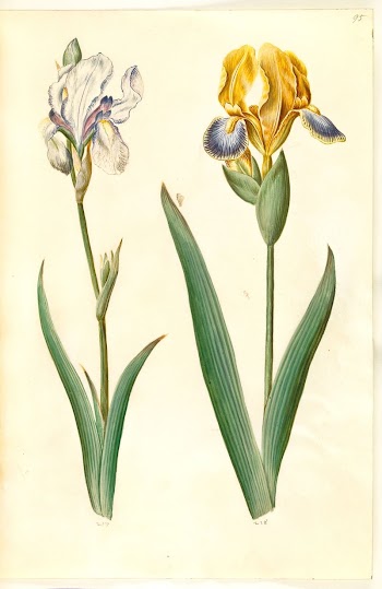 Iris pallida (pale iris);Iris variegata | Free Photo - rawpixel