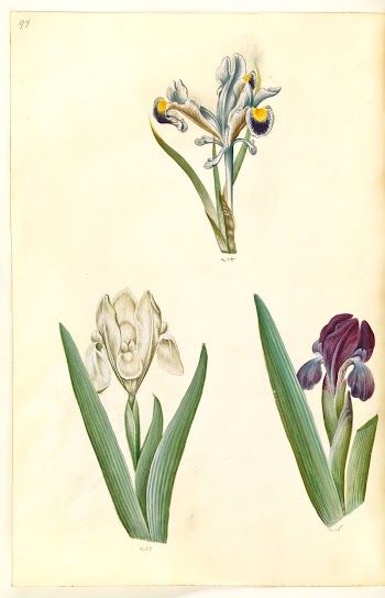 Iris persica (Persian iris);Iris lutescens | Free Photo - rawpixel