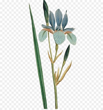 Iris sibirica Flower Botanical illustration Curtiss Botanical Magazine Botany - Lily Bouquet 