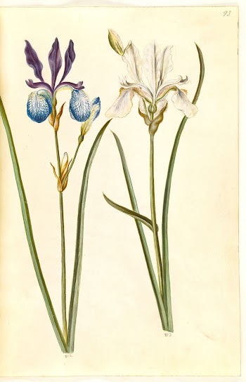 Iris sibirica (Siberian iris) by Maria | Free Photo - rawpixel